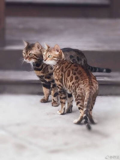 孟加拉豹猫对食 @你哝