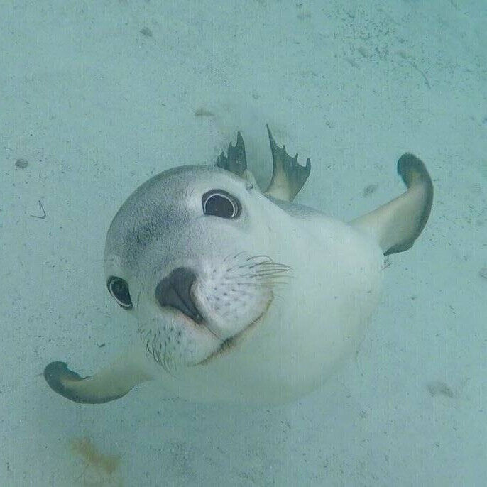 海豹 小海豹