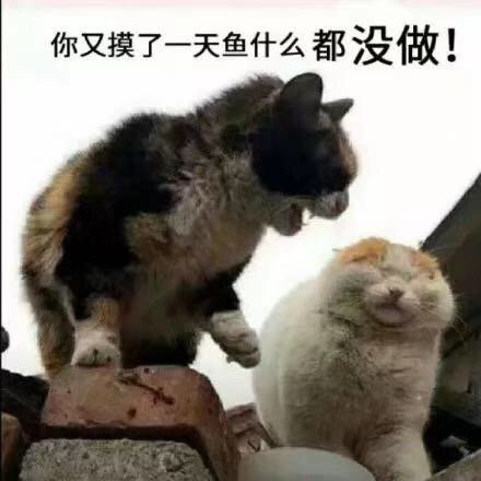 表情包 猫咪 摸鱼