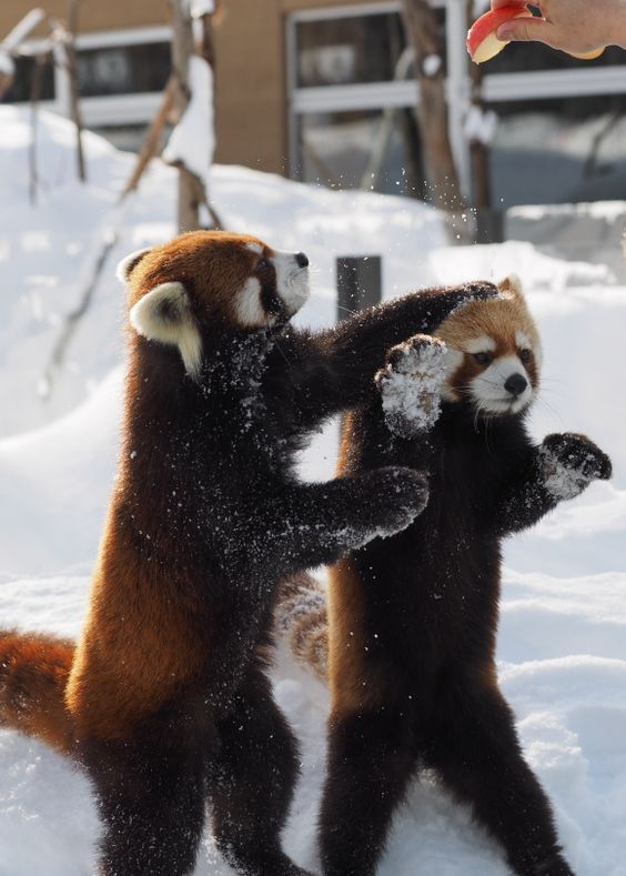 小浣熊