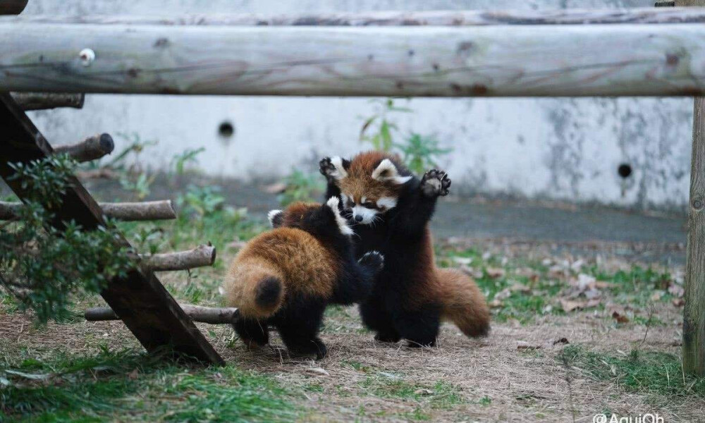 小浣熊