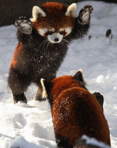 小浣熊