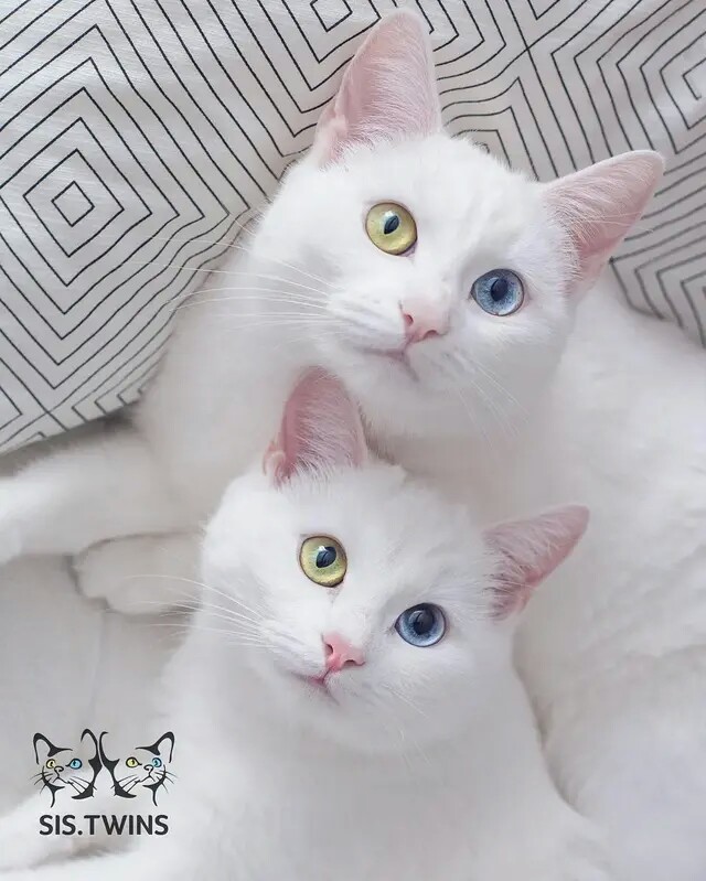 白猫异色瞳