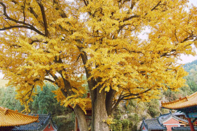 濟南淌豆寺