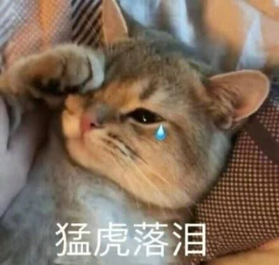 猫猫表情包