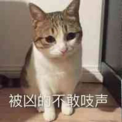 猫猫表情包