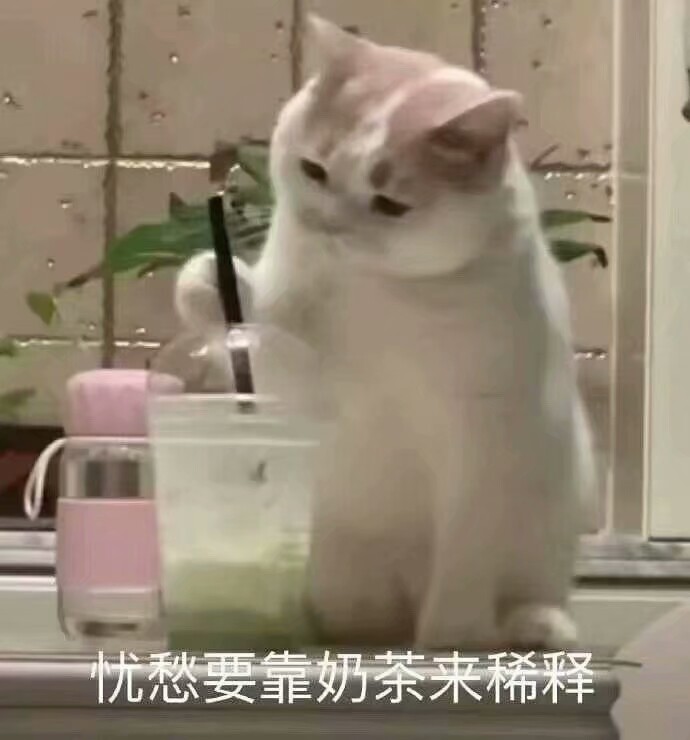 猫猫表情包