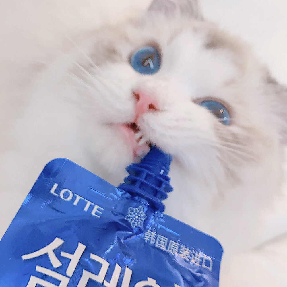 猫咪头像 布偶猫 Creamkitten布偶猫舍