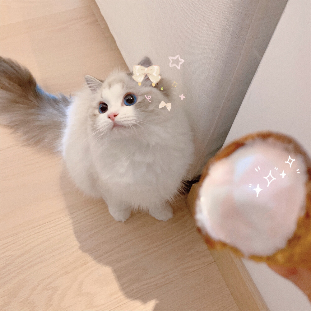 猫咪头像 布偶猫 Creamkitten布偶猫舍