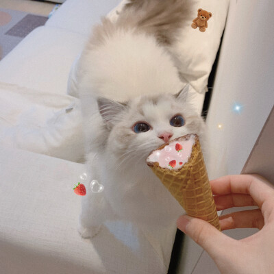 猫咪头像 布偶猫 Creamkitten布偶猫舍