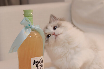 猫咪头像 布偶猫 Creamkitten布偶猫舍