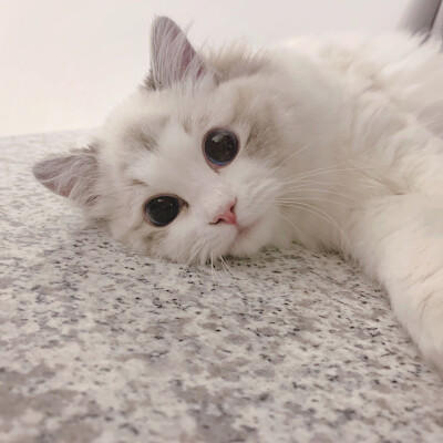 猫咪头像 布偶猫 Creamkitten布偶猫舍