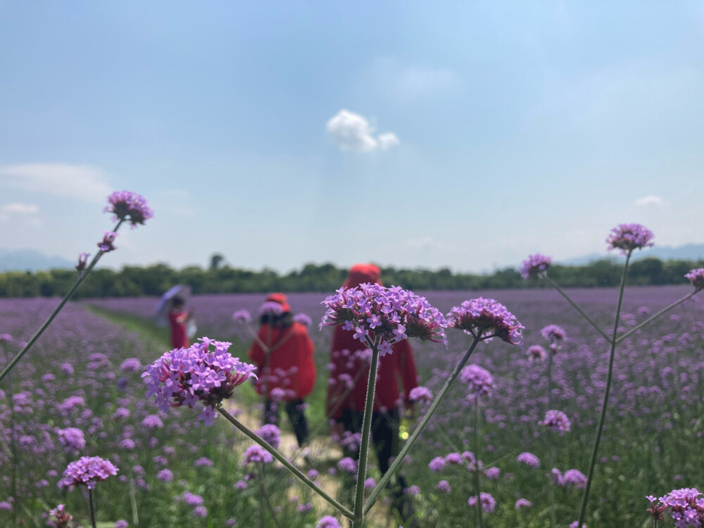 荻浦花海