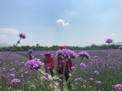 荻浦花海