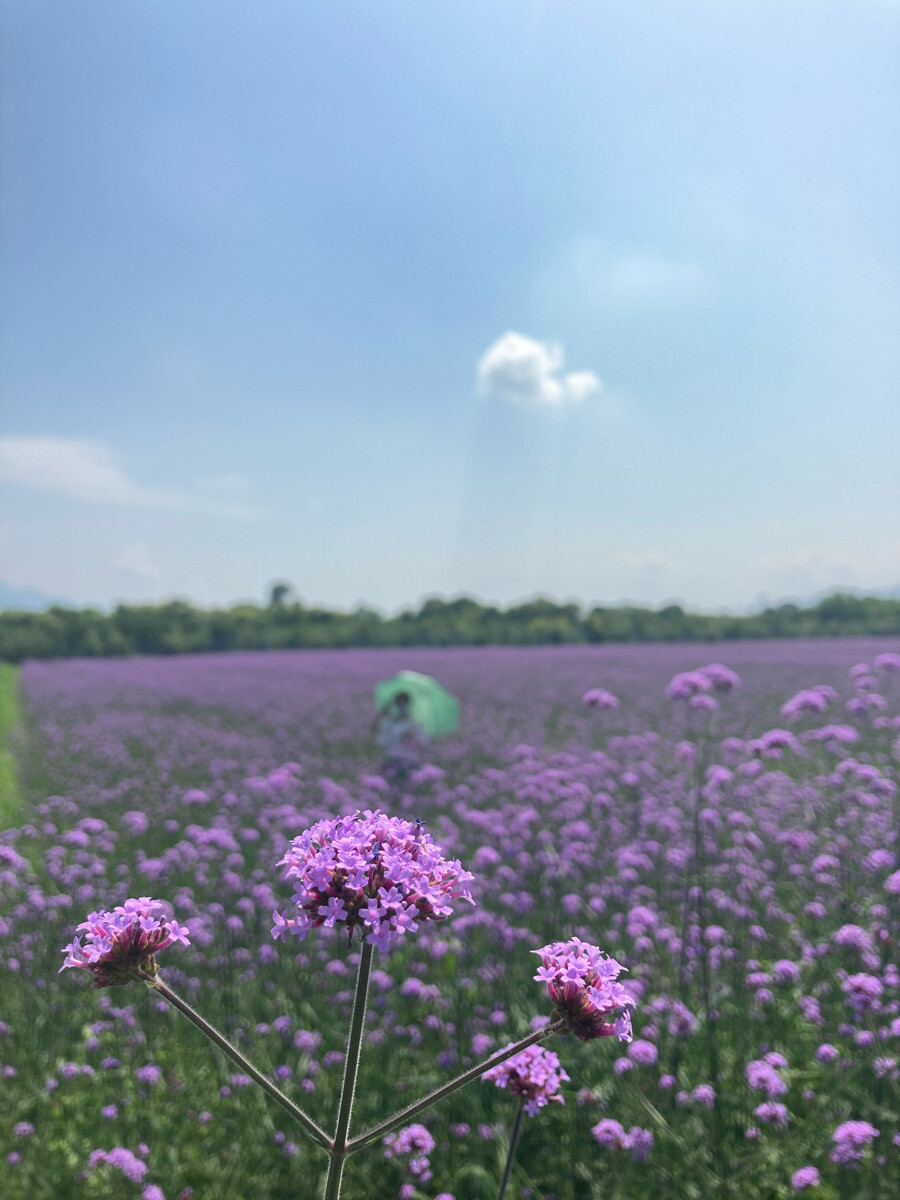 荻浦花海