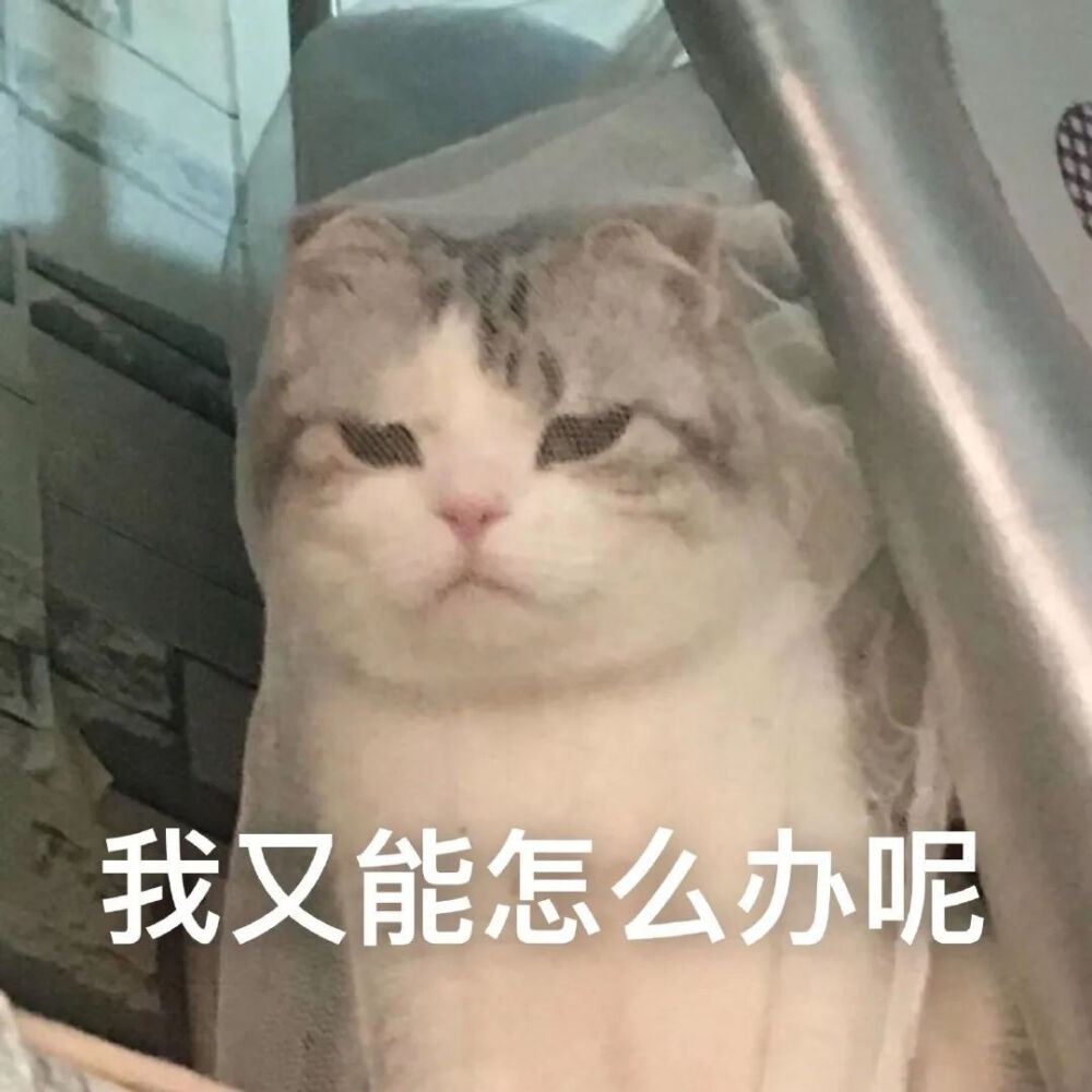 猫咪表情包