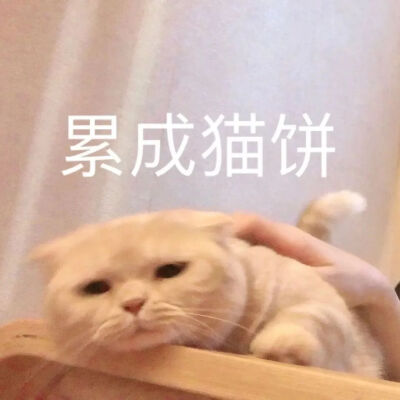 猫咪表情包