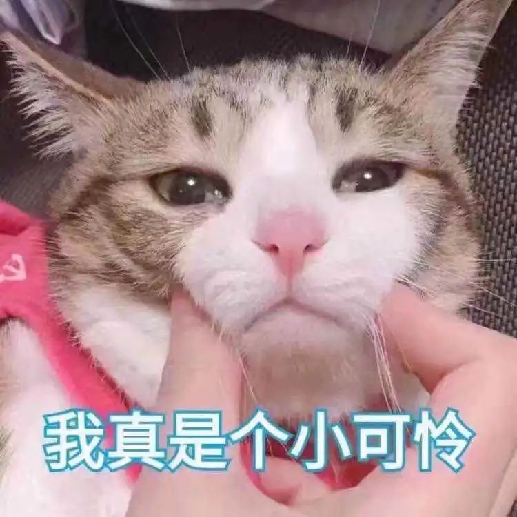 猫咪表情包