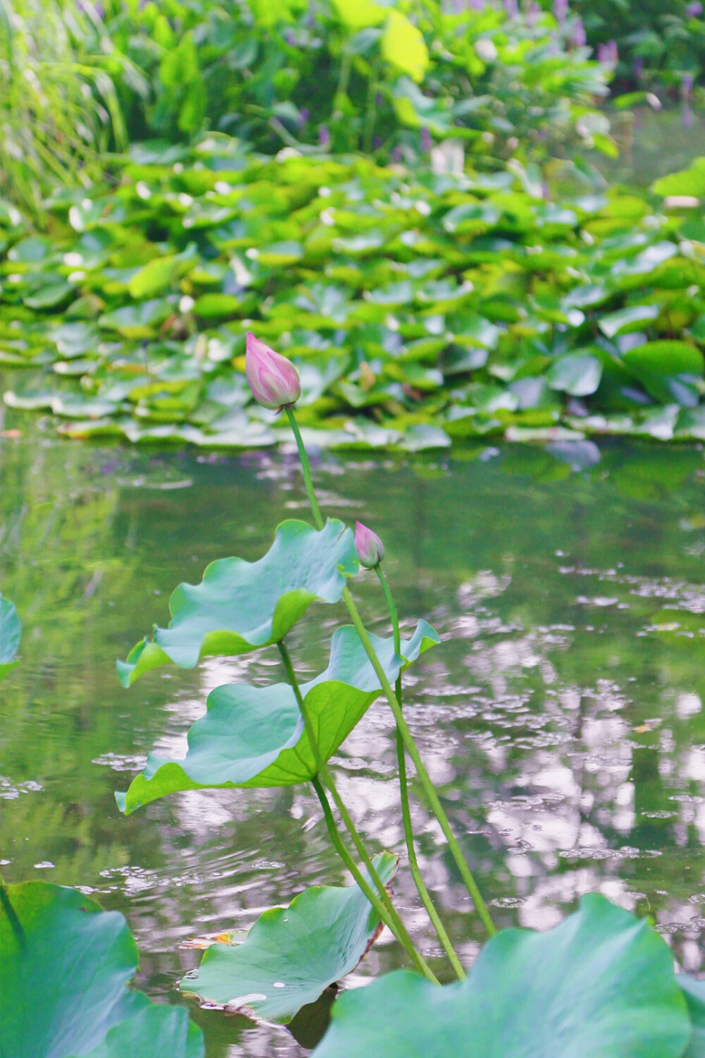 植物園睡蓮