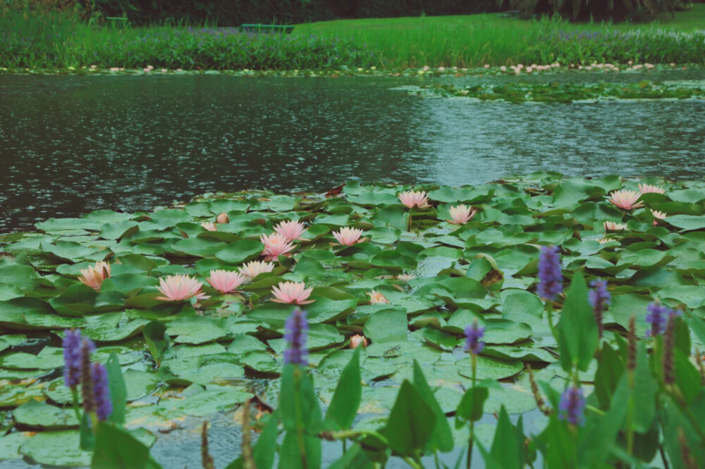 植物园睡莲