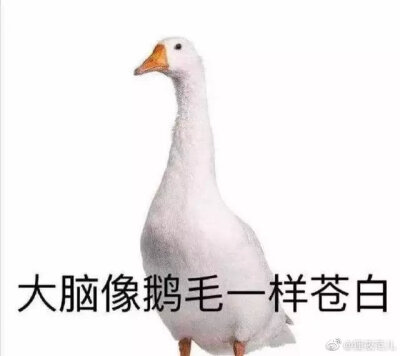 表情包