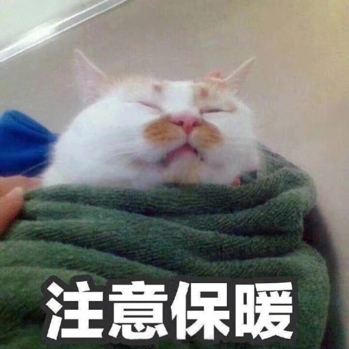 猫咪表情包 注意保暖