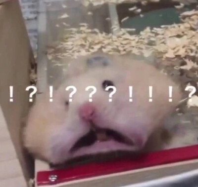 仓鼠表情包 震惊！？！？！？！？！？！！咧开大嘴