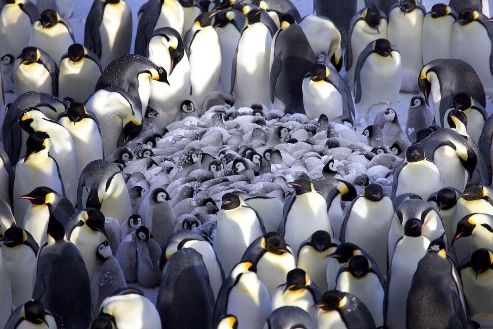 一群企鹅挤在一起保护宝宝们抵御寒冷的南极风
