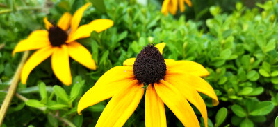 吉安视觉:庐陵赏花之美丽的黑心金光菊