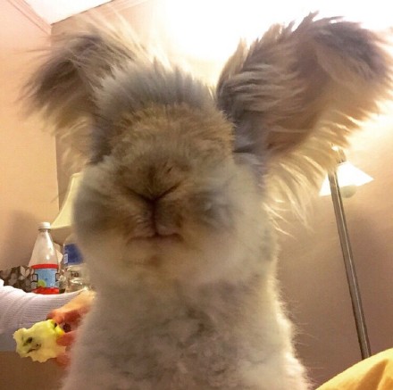 English Angora 英国安哥拉兔