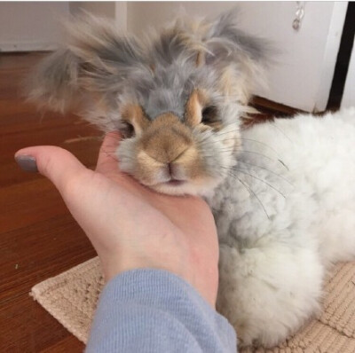 English Angora 英国安哥拉兔