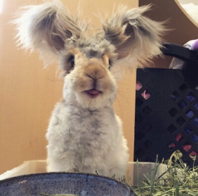 English Angora 英国安哥拉兔