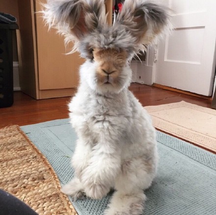 English Angora 英国安哥拉兔