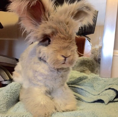 English Angora 英国安哥拉兔