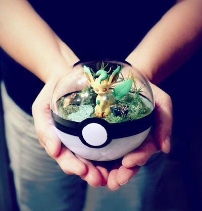 Pokeball Terrariums. 宠物小精灵盆栽