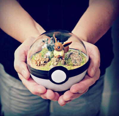 Pokeball Terrariums. 宠物小精灵盆栽