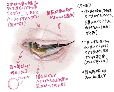 不同角度的眼睛