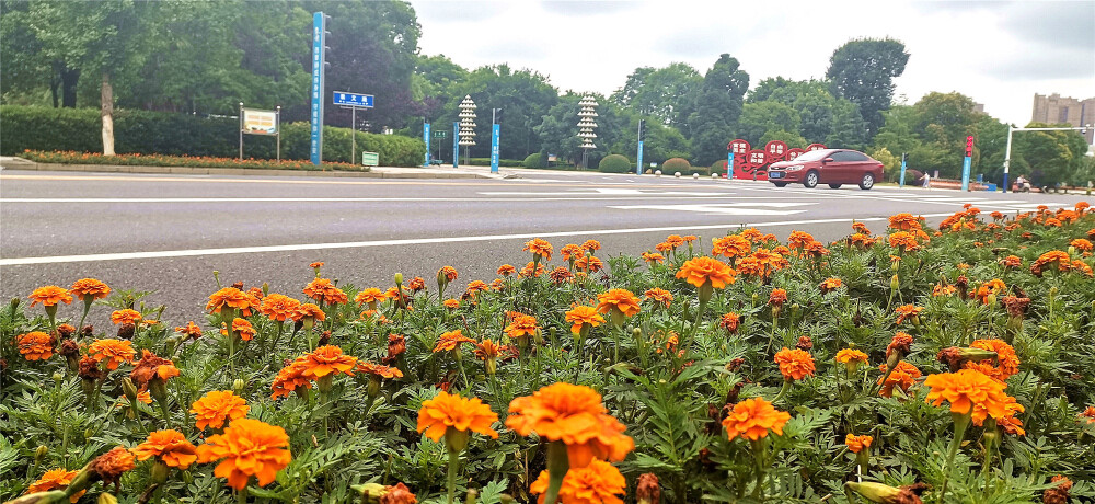 6月8日，艳阳高照，天空湛蓝。漫步在吉安城南各个街道的人行道上，随处可见金灿灿的万寿菊，它们迎风招展，与街道、建筑相互映衬，成为一道靓丽的风景线。