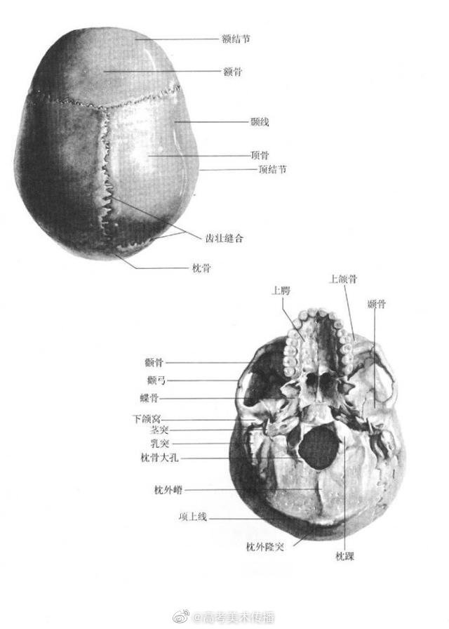 头骨