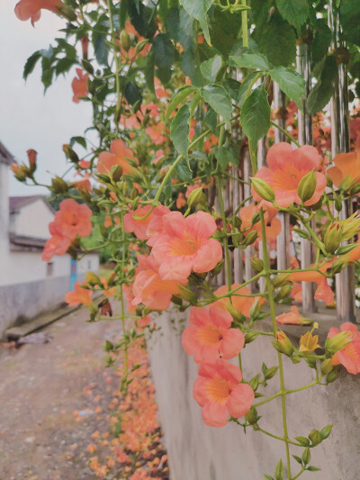 花已经开了，可是～你在何方？