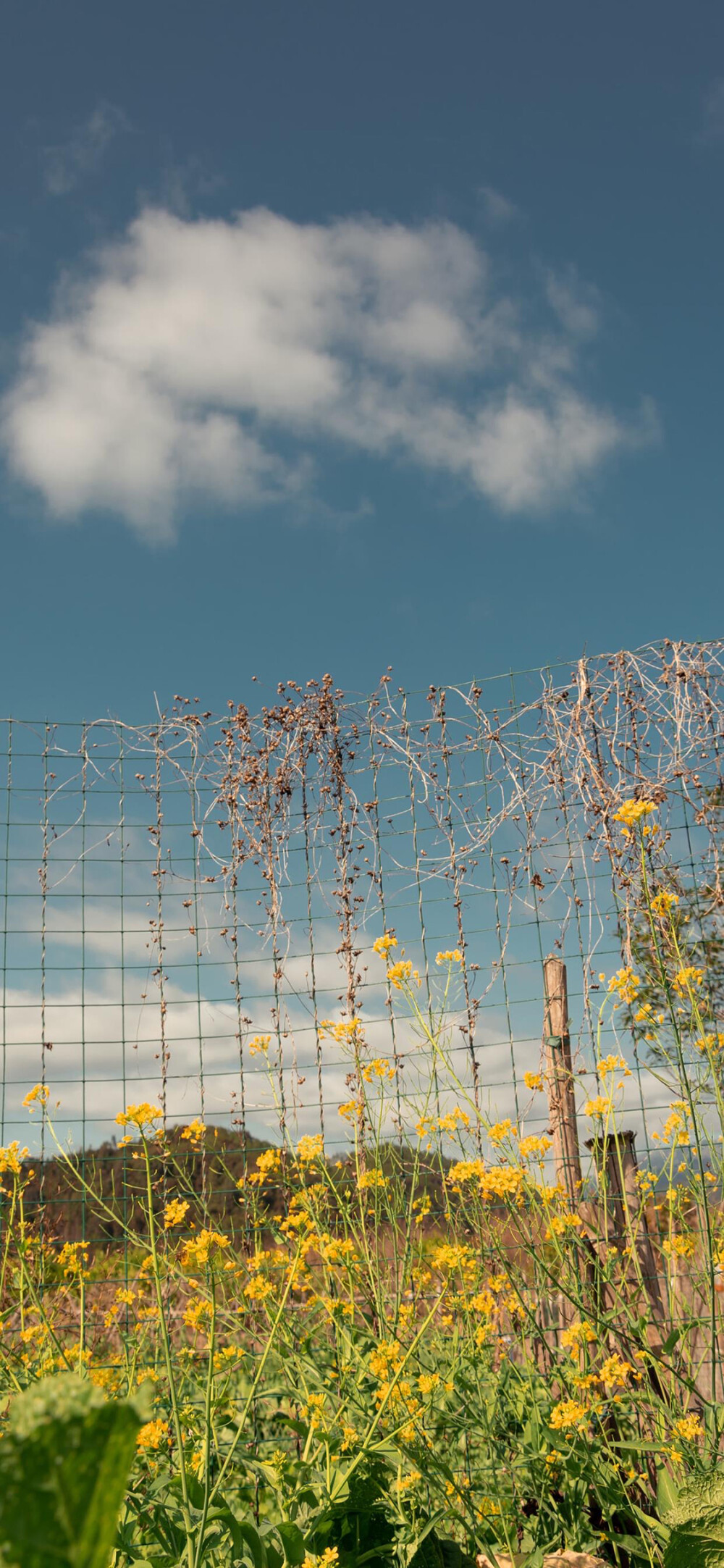 iphone X XR MAX 高清壁纸 ~盛夏来临~