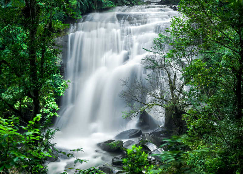 热带雨林里的动植物-Macw图库素材
超清原图下载：https://sc.macw.com/atlas/2880_1.html
热带雨林树木茂密且品种繁杂，形成了庞大的层状结构，但实际上由于阳光难以穿透层状结构而到达地面，所以底层灌木丛并不多。更多超清图片欢迎到macw.com下载！