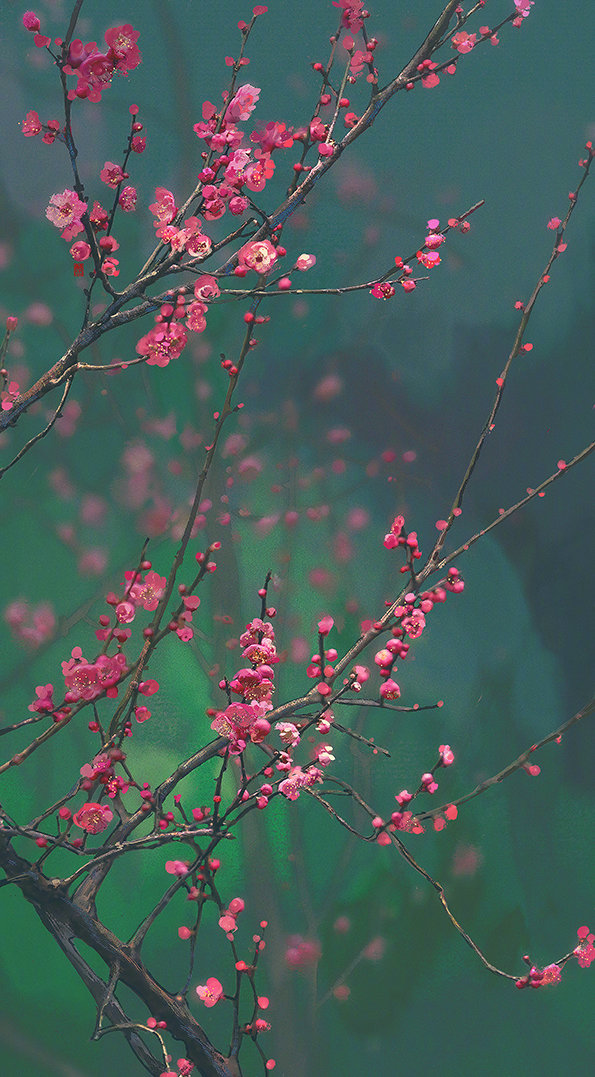 〔 那些花儿 〕伊吹五月 绘