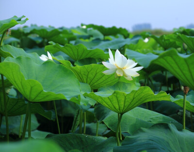 背景 壁纸