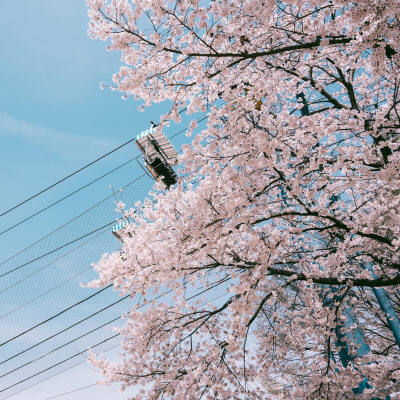 “我在春日里等你 樱花盛开 风和日丽” ​♡