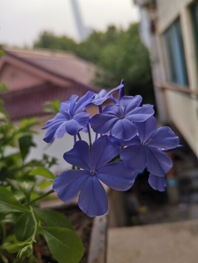 蓝雪花