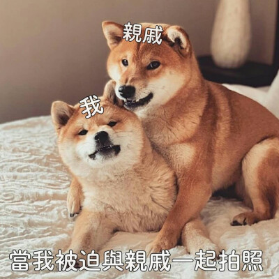 图源： Ins@shiba_bosan