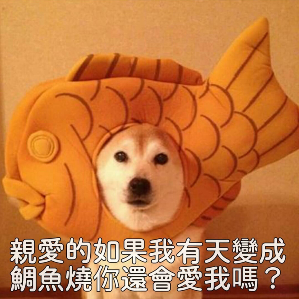 图源： Ins@shiba_bosan