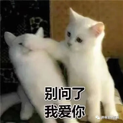 猫咪