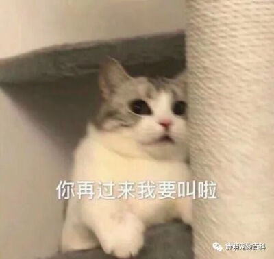 猫咪